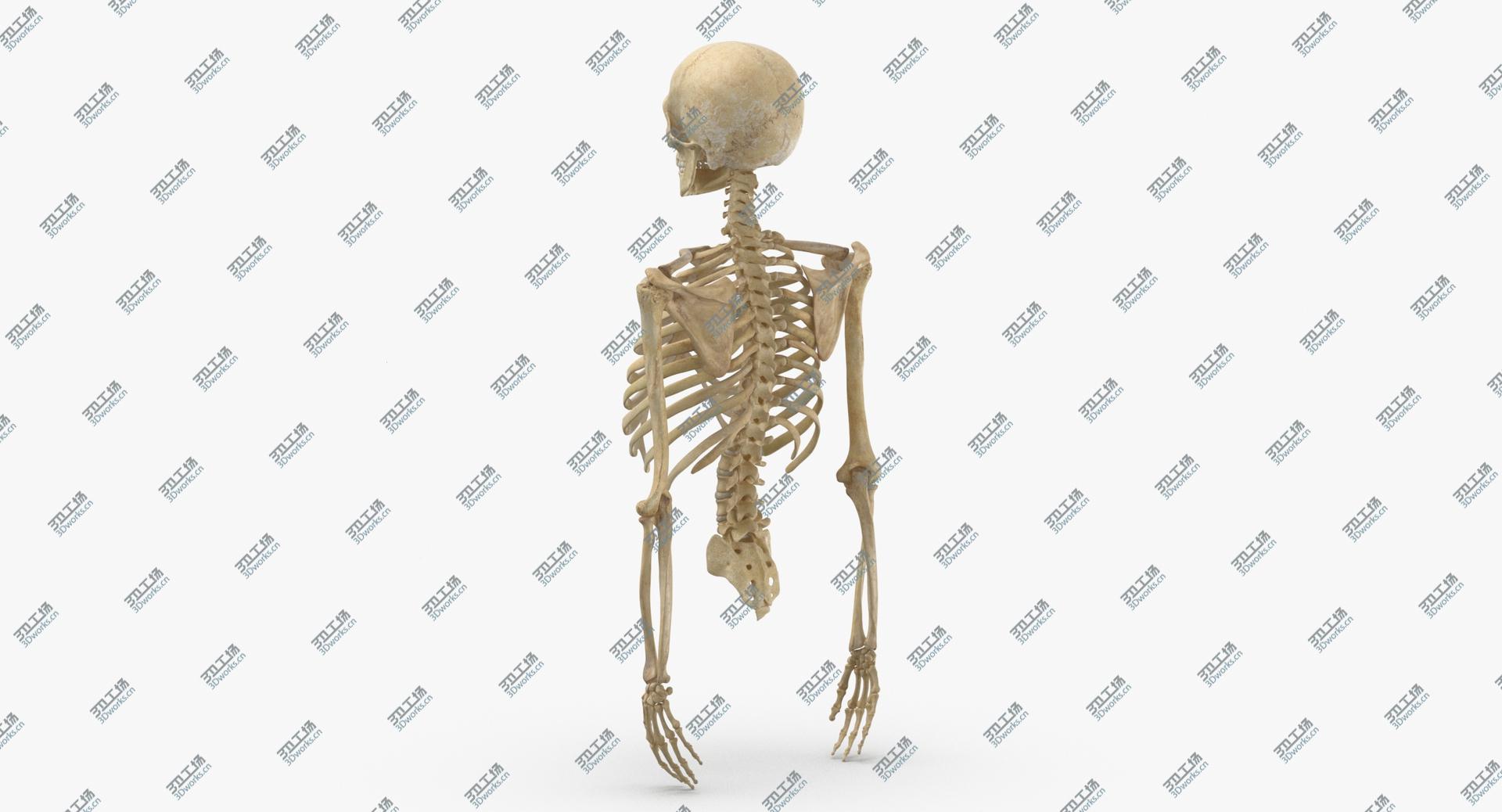images/goods_img/202104023/Real Human Rib Cage Spine Male Skull Calvicle Scapula and Arms Bones Anatomy Intervertibral Disks 3D model/3.jpg